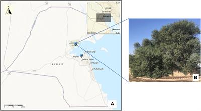 Genome survey and genetic characterization of Acacia pachyceras O. Schwartz